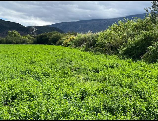 338HA FARM FOR SALE IN LADISMITH RURAL